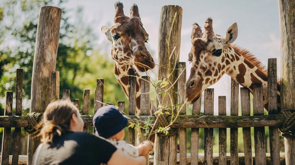 Odense Zoo giraffer
