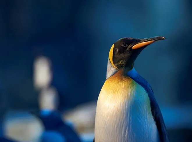 Pingvin Odense Zoo